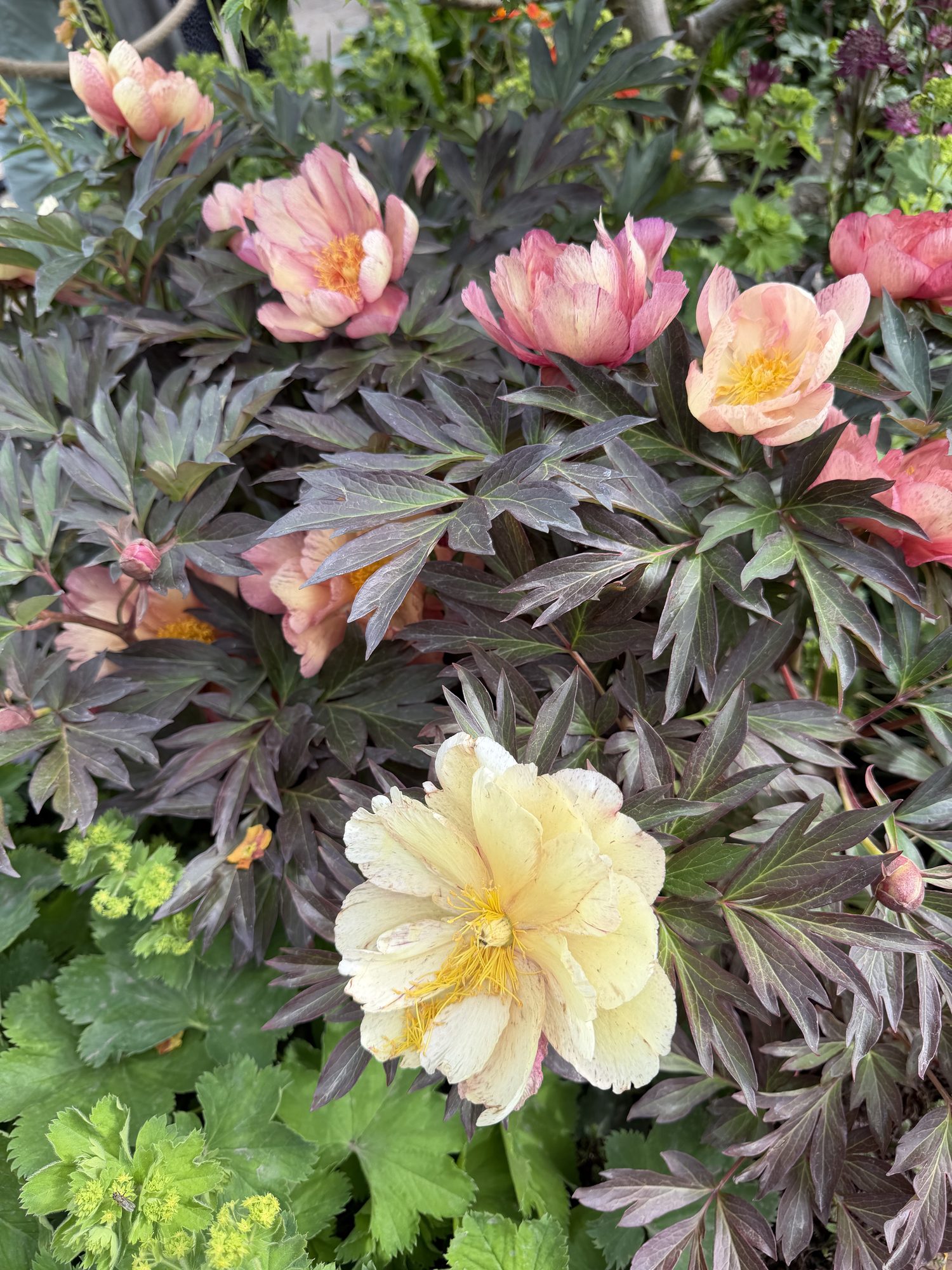 Planting and soft landscaping